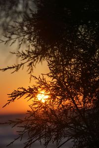 Silhouette trees against sky during sunset