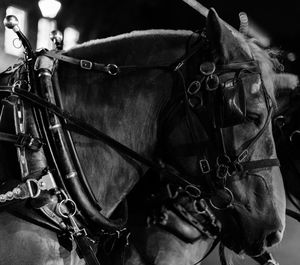 Close-up of horse cart