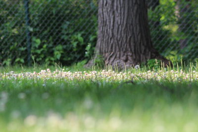 Close-up of tree trunk on field