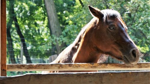 Close-up of a horse against trees