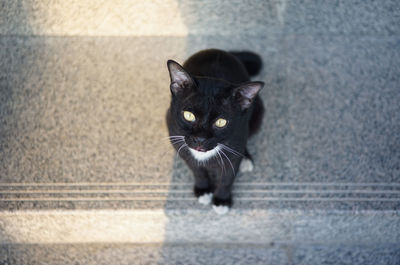 Close-up portrait of black cat