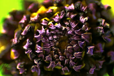 Close-up of purple flowering plant