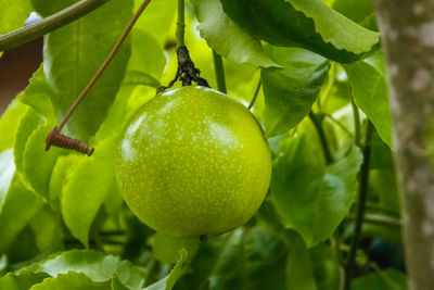 Close-up of fruits hanging on tree