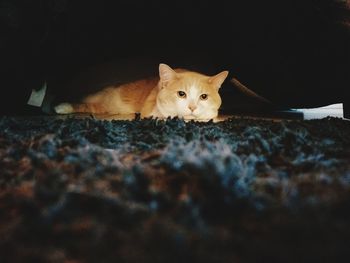 Portrait of ginger cat at night