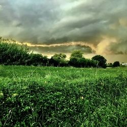 Scenic view of agricultural field against sky