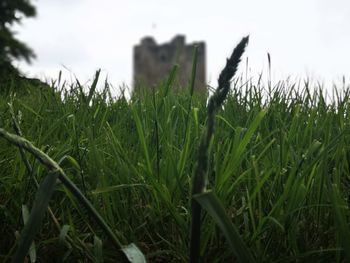 Close-up of crops growing on field against sky