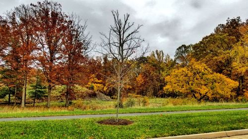 Trees on landscape against sky during autumn