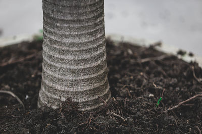 Close-up of plant growing on field