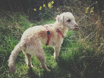 Close-up of dog standing on field