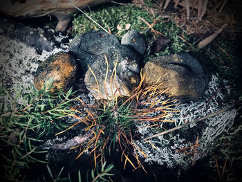 High angle view of crab on field