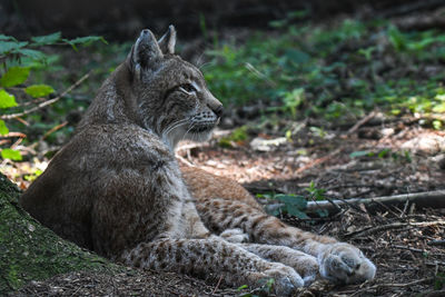 View of a cat looking away