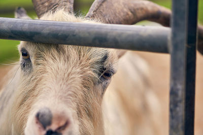 Close-up of a goat 