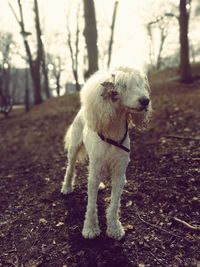 Dog looking away on field