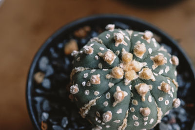 High angle view of ice cream in bowl