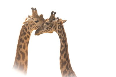 Close-up of giraffe