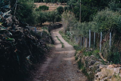 Dirt road amidst trees in forest