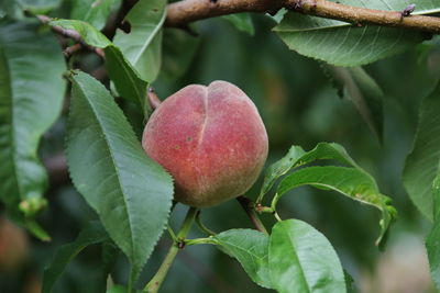 Close-up of peach growing on plant