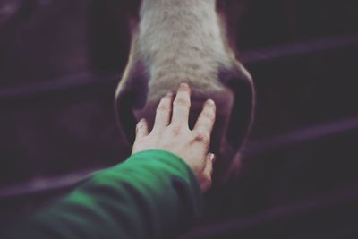 Cropped hand touching horse snout at farm