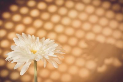 Close-up of white daisy flower