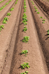 Potato plants in the ground