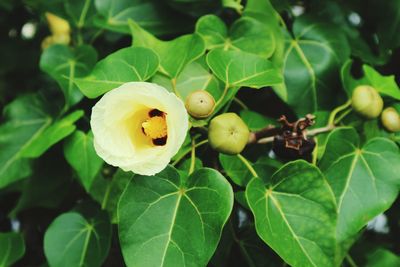 Close-up of yellow flowering plant