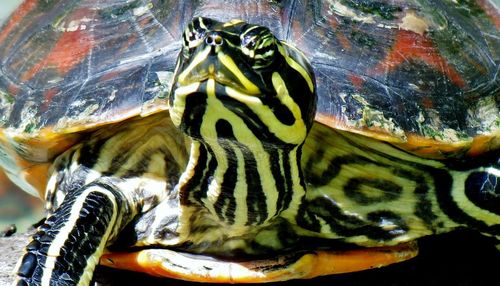 Close-up of animal representation