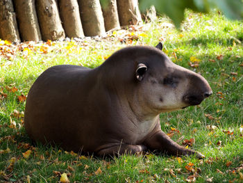 Dog on grassy field