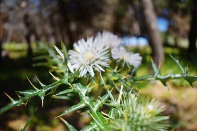 Close-up of flowers against blurred background