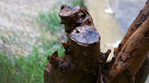 Close-up of rusty metal on tree trunk