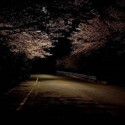 Road along trees at night