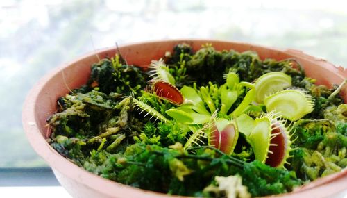 Close-up of potted venus flytraps on window sill