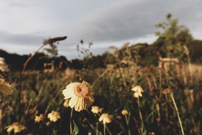 Close-up of wilted flower on field against sky