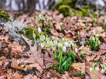 The first snowdrops