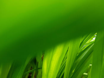 Close-up of green leaves