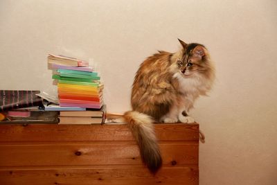 Cat sitting on table by wall