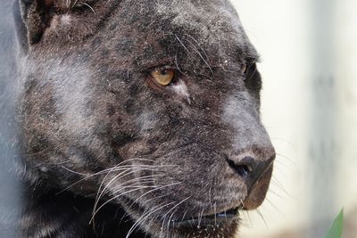 Close-up of a black panther 
