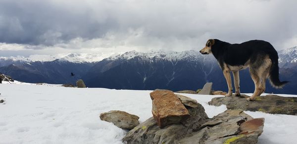 Horse standing on snow covered rock