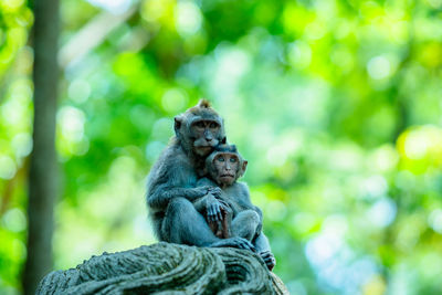 Close-up of monkey