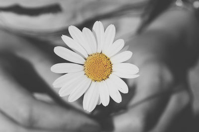 Close-up of daisy flower