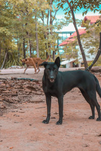 Portrait of dog standing on field