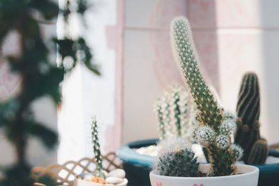 Close-up of potted plants at home