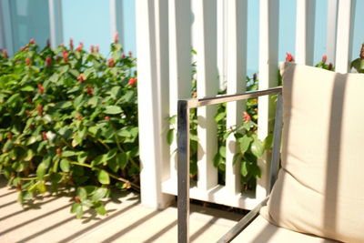 Potted plants on balcony