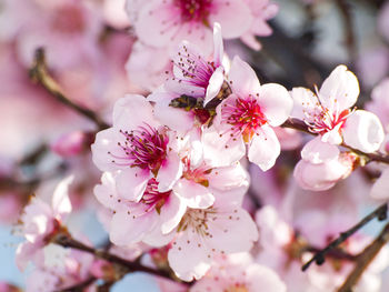 Close-up of cherry blossoms in spring