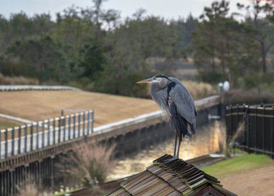 High angle view of gray heron perching on railing