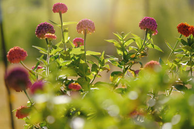 Close-up of flowering plants