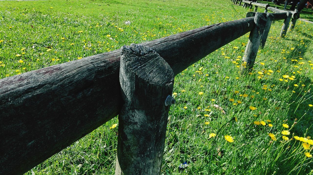 grass, field, grassy, green color, one animal, animal themes, nature, sunlight, fence, growth, animals in the wild, outdoors, day, plant, no people, wood - material, wildlife, close-up, beauty in nature, high angle view