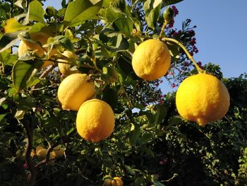 Low angle view of oranges growing on tree