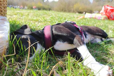 View of dog relaxing on field