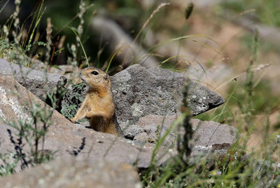 Close-up of squirrel on tree