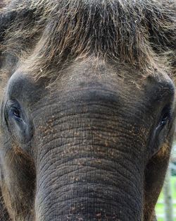 Close-up portrait of elephant